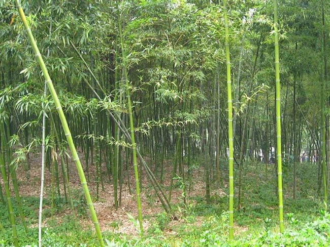 园林竹子种植全攻略：从选种到日常管理