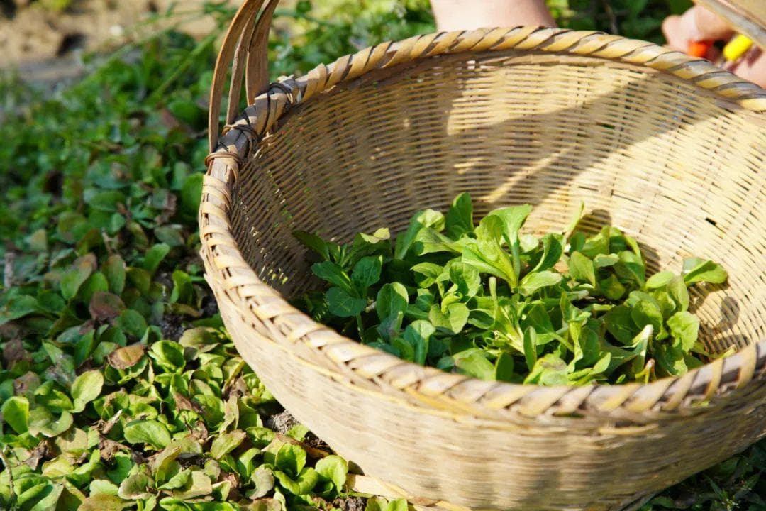 吃一口“春味”！当美食遇上“毛茸茸”，看馋了！