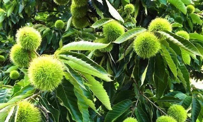 探究栗子花气味的奥秘（栗子花气味的主要成分及其特点）