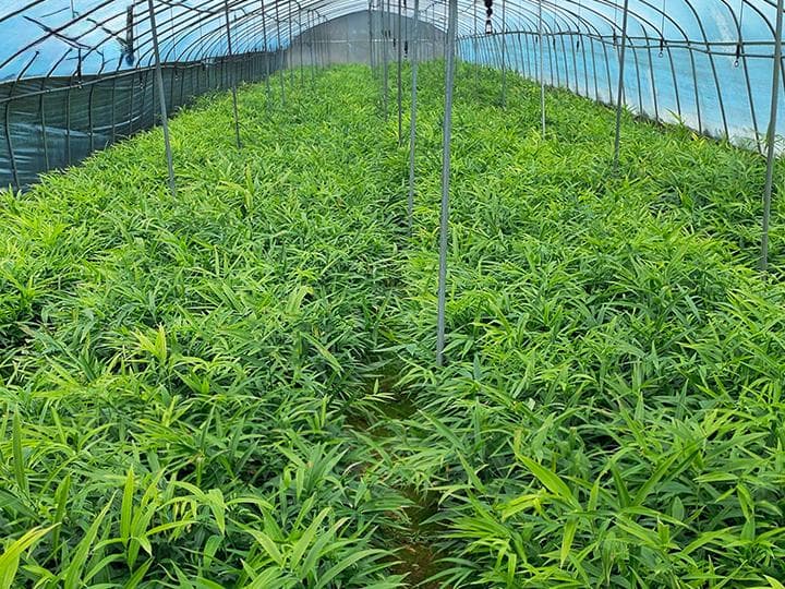 黄精种植基地如何利用现代技术提高种苗质量和管理效率