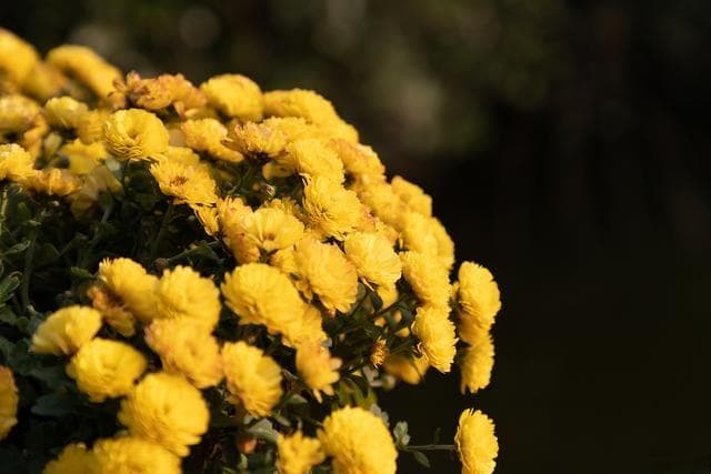 金丝皇菊：花中贵族的养护指南