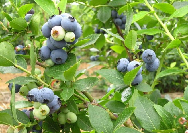 蓝莓种植版图：探寻适宜生长的地域
