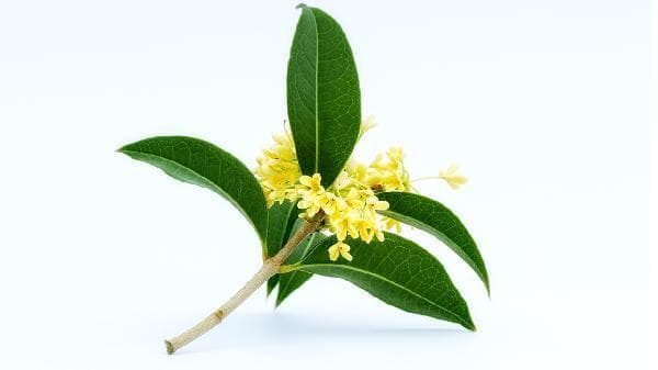 氢化植物油是什么？如何避免摄入过多？