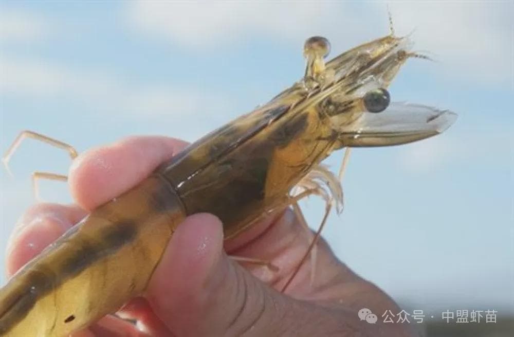 养殖中，Omega-3有什么妙用？如何正确利用？养殖高手跟你揭露！