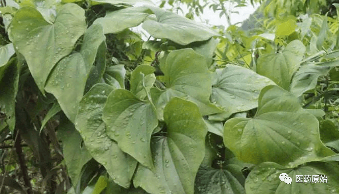粉萆薢、绵萆薢