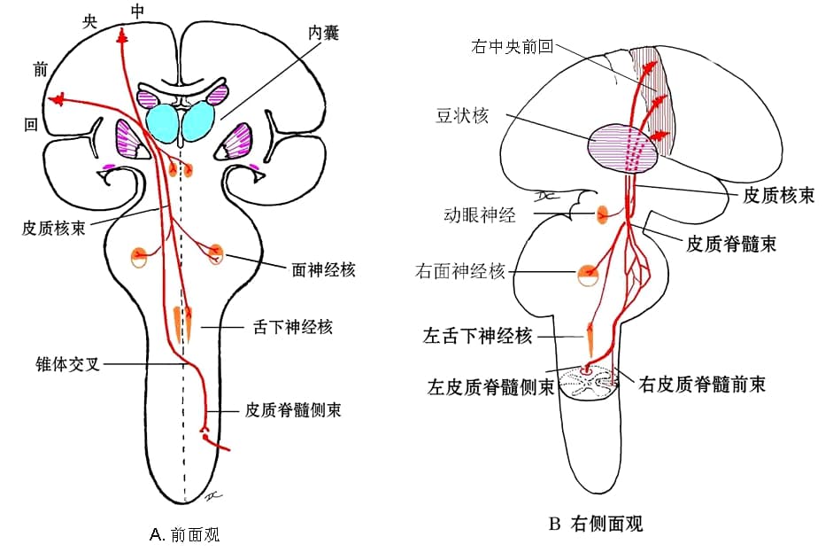 神经系统通路详解：感觉、视觉、听觉与运动传导路径