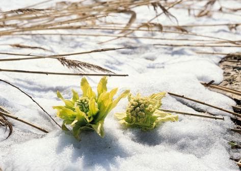 雪莲花的特征、分类及主要价值