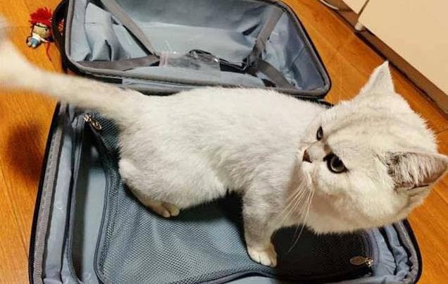 宠物情感密码：解读猫猫的8种行为，看看你是否是它的终身依靠！