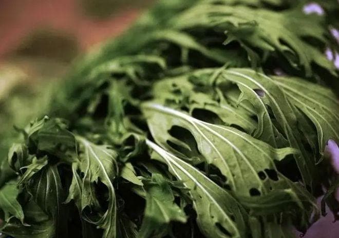 阳台种什么菜好？推荐5种菜，快的35天就能收获，还能多次采摘