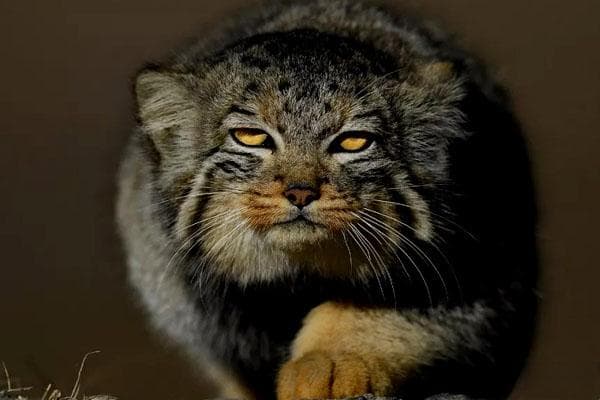 兔狲：高原上的神秘猫科动物