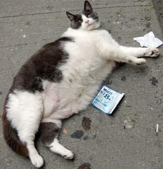 猫脂肪肝的营养治疗