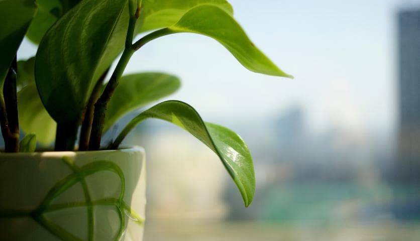 绿植花卉养护秘籍：解锁植物茂盛生长的通用技巧