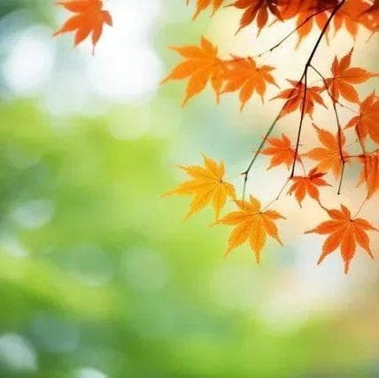 读史铁生《秋天的怀念》