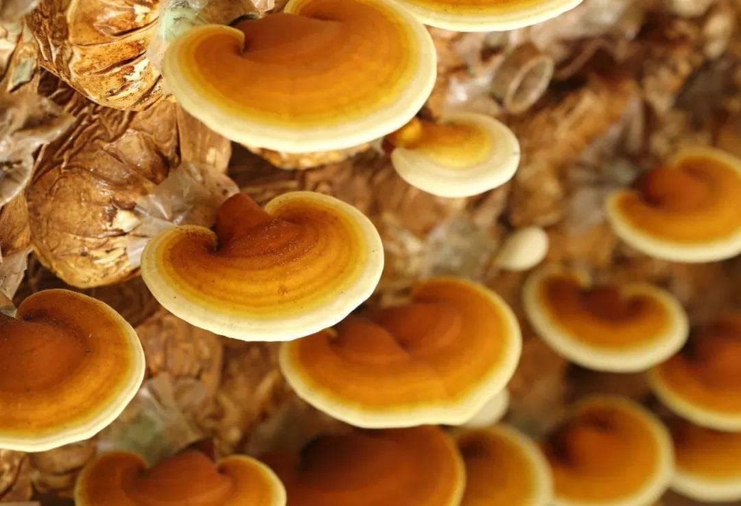 从免疫调节到抗肿瘤，灵芝多糖展现多重药理活性