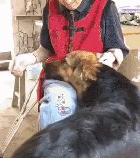 掌握狗狗交流的技巧（解密狗狗的语言和行为，实现有效沟通）