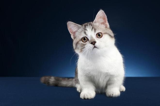 猫咪换毛季清洁指南：十大神器和实用技巧让家里告别猫毛困扰
