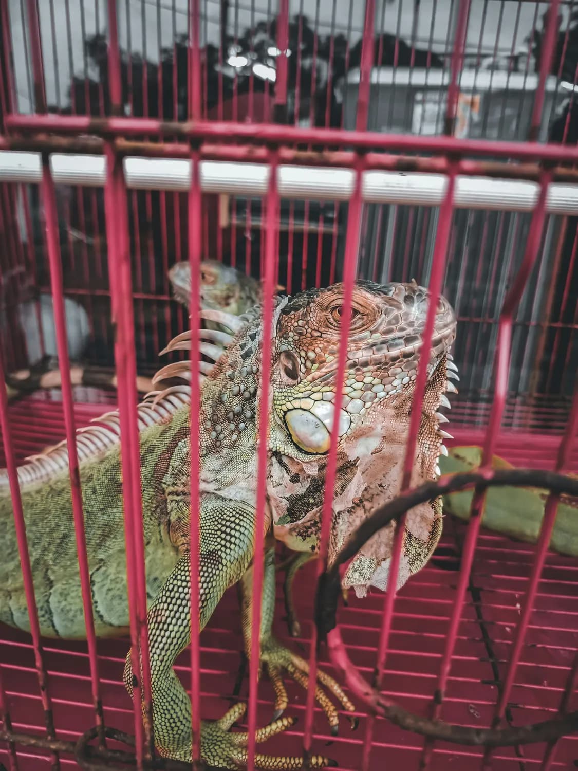 绿鬣蜥成宠物新宠？揭秘其价格真相！