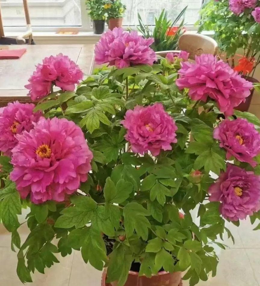 养花20年总结：这5种花最值得养，越养越值钱！