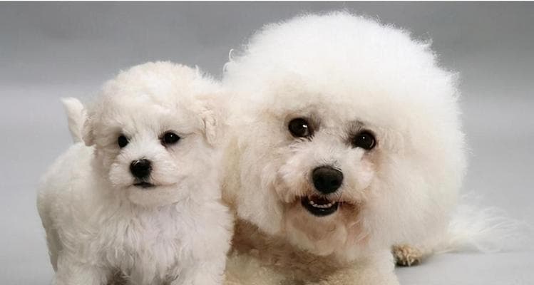 比熊犬腹泻呕吐原因解析（从宠物饮食、消化系统、环境等多方面分析）