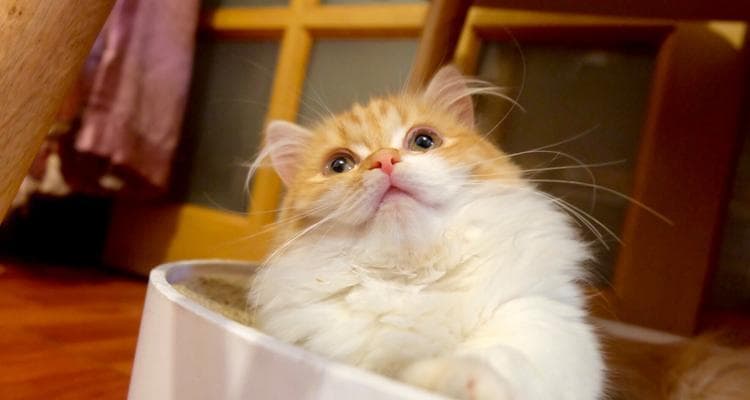矮脚拿破仑布偶猫：从品种介绍到饲养技巧