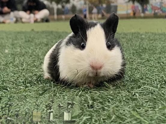 养荷兰猪的必备手册，一定要收藏，对小生命负起责任来！