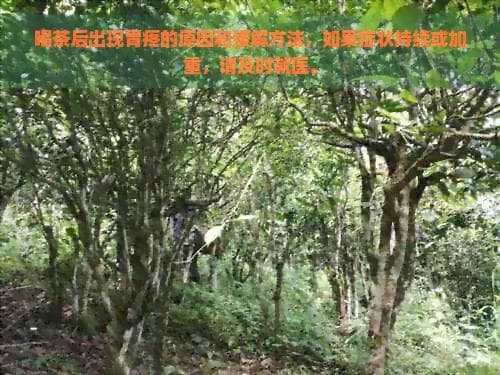 红茶普洱致胃疼，5个实用方案助你缓解