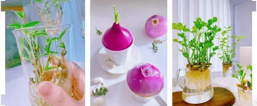 将生活垃圾变废为宝，果皮、菜叶子制成酵素当花肥，比买的还好用