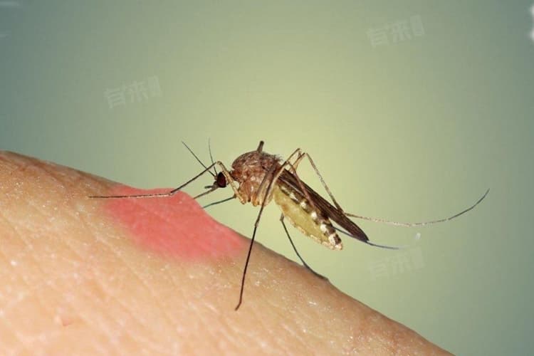 O型血招蚊子？从生理到环境多维度解析
