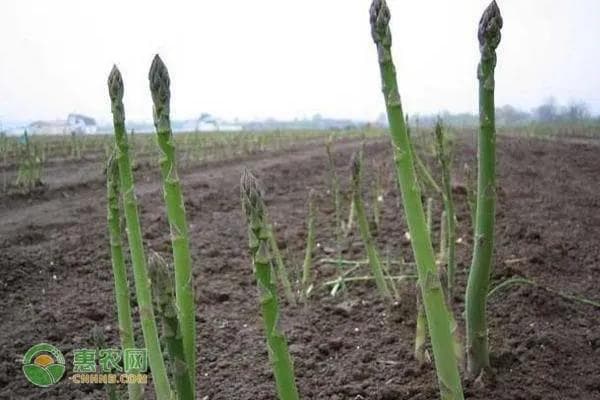 芦笋的种植方法及生长环境