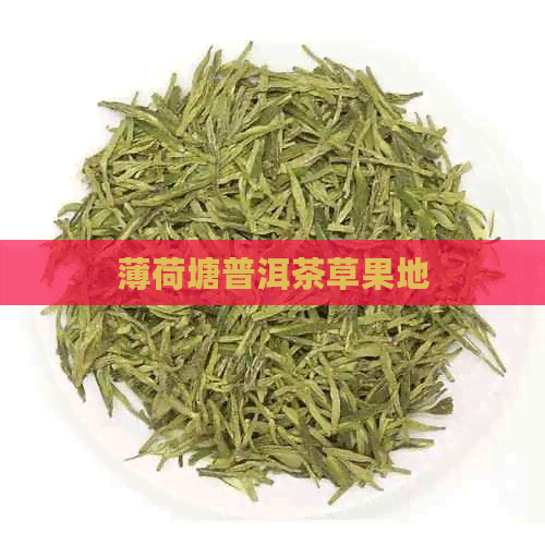 薄荷塘普洱茶草果地：探寻深山中的茶香奇缘