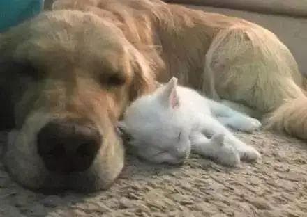 怎么才能让小猫咪更好的社会化呢？培养性格超好小猫咪的秘诀。