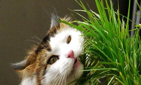 常见花卉对猫咪的影响：哪些花有毒，哪些无毒？