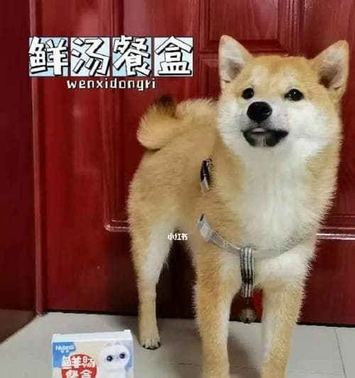 狗狗的饮食管理（如何判断狗狗是否吃饱？饮食量与狗狗的健康关系密切。）