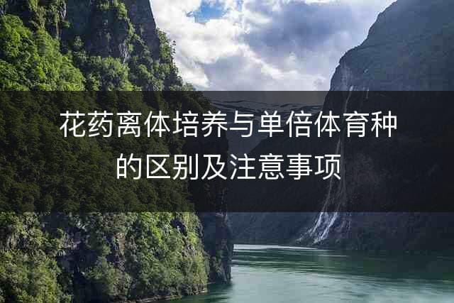 花药离体培养与单倍体育种的区别及注意事项