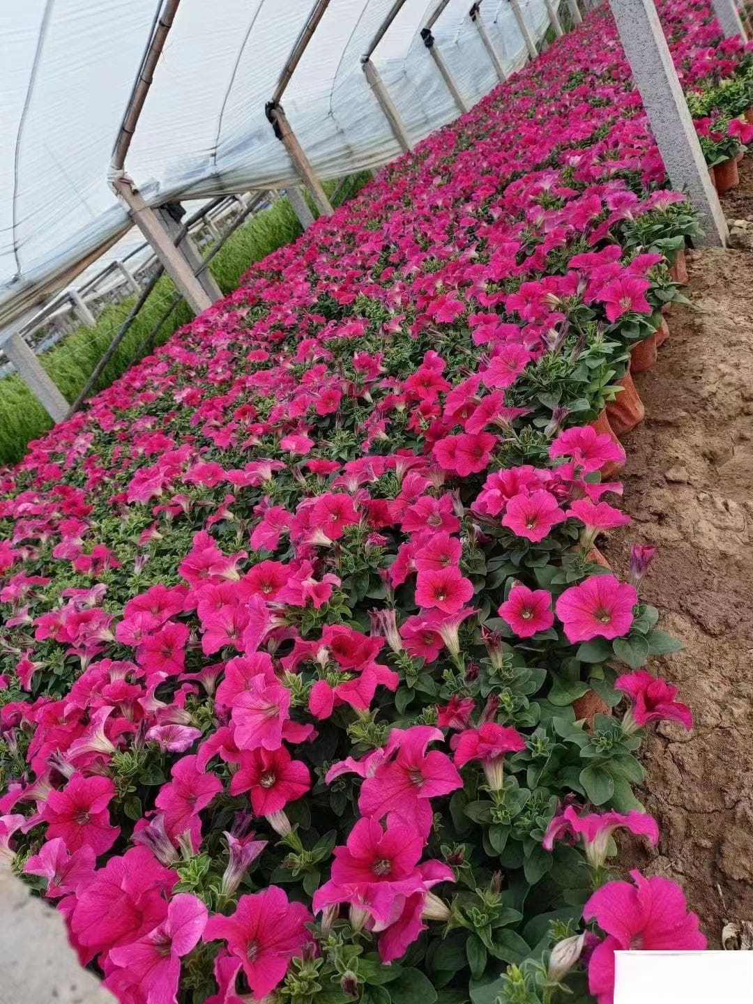 牵牛花是什么颜色