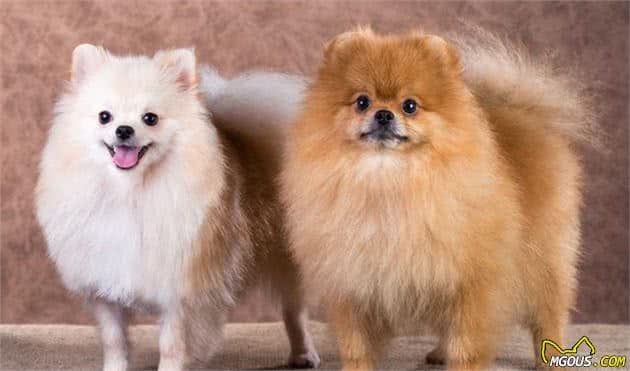 训练博美犬定点大小便详解，看完这几招你就会了