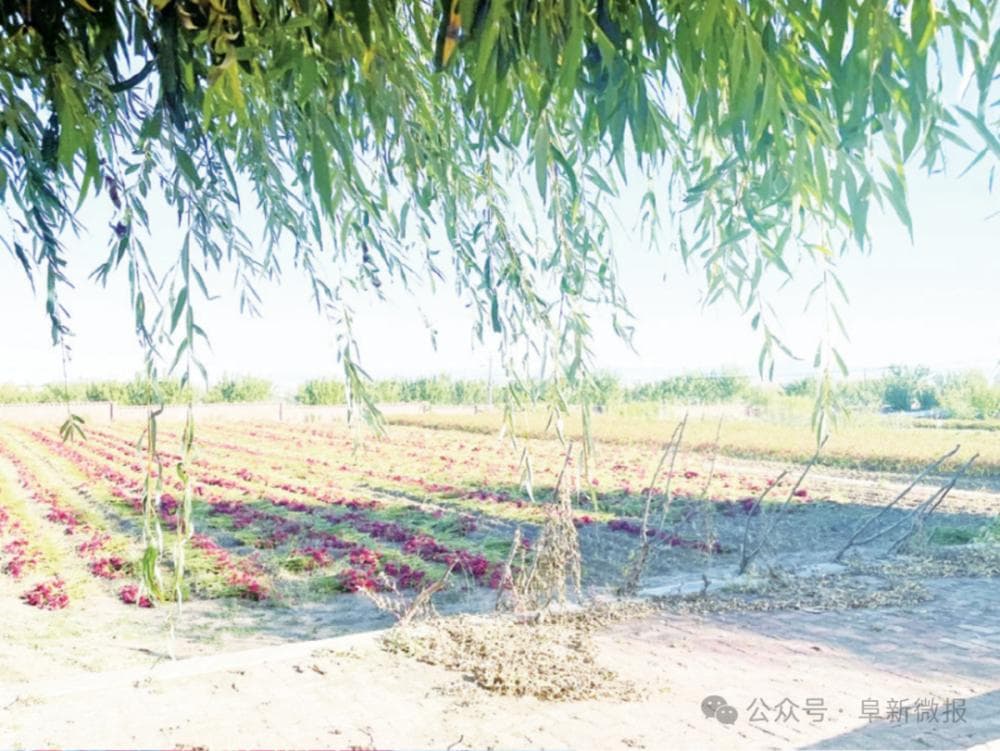 土特产“大摸底”，惊喜连连！