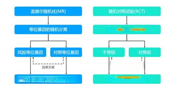 孟德尔随机化：临床科研的新兴利器