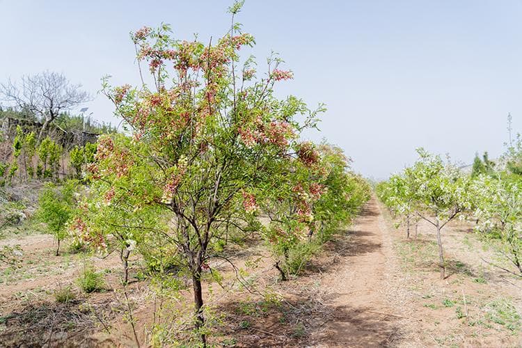 文冠果树的种植方法介绍