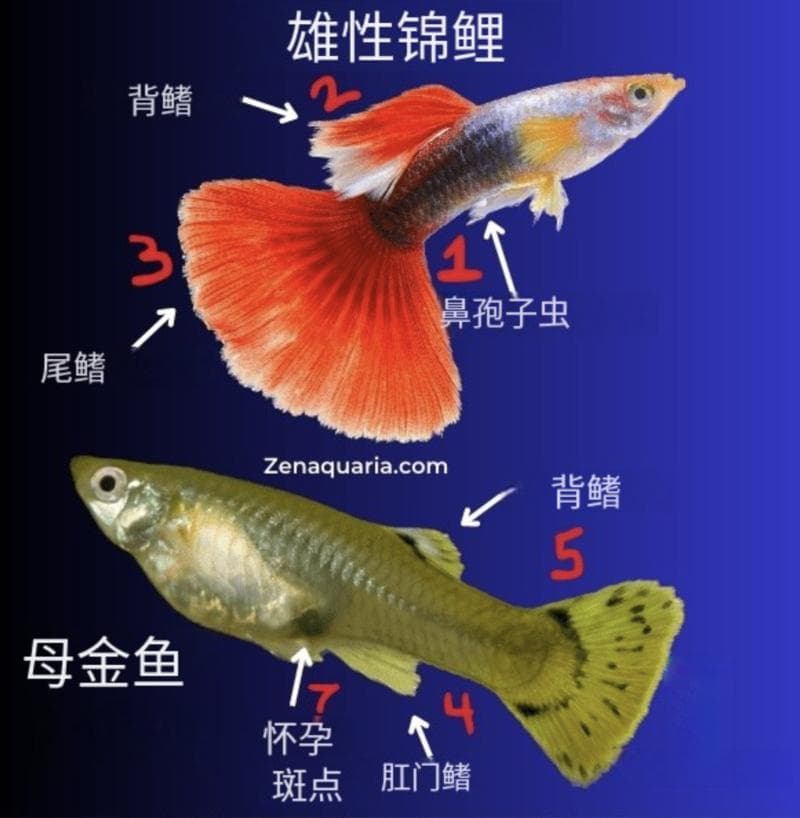 鱼分公母吗？全面解析鱼类性别与繁殖特征