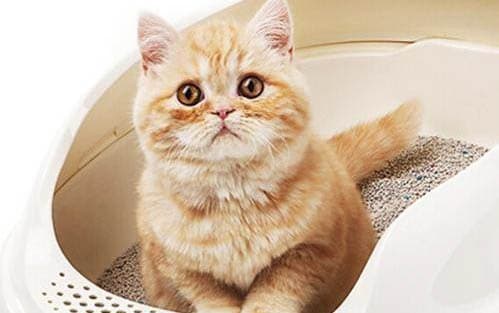 猫肚子变大有几种可能