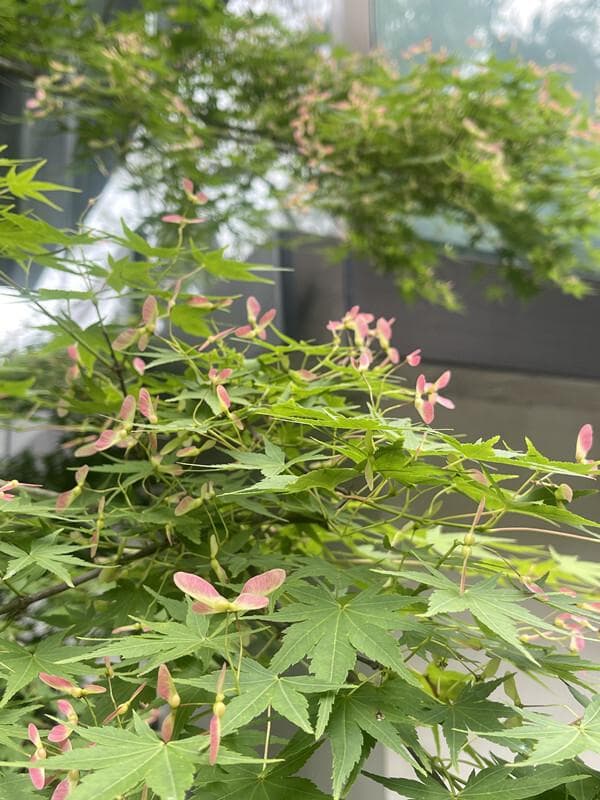 寻找时令风物中的诗情画意——读《古诗词遇见时令风物》