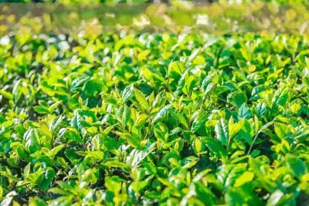 丹参泡茶的健益处与医生推荐的饮用方法