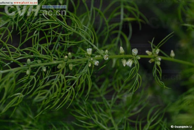 龙须菜Asparagus schoberioides Kunth
