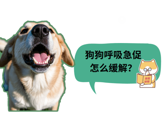 铲屎官必看：狗狗呼吸急促怎么缓解？