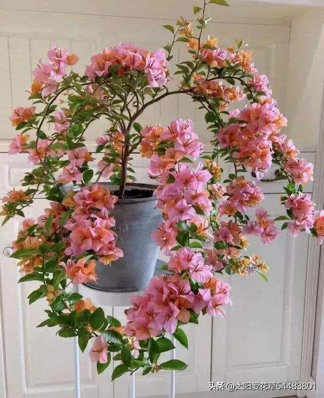三角梅喜欢2种肥水，经常浇一浇，花满枝头叶子少，不停开花
