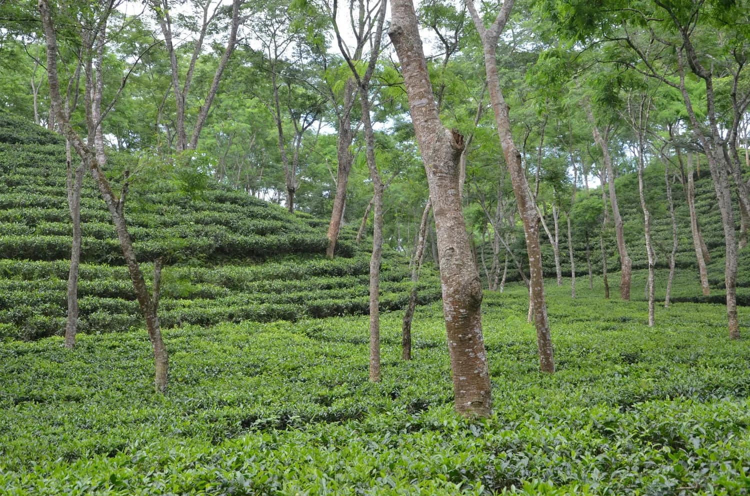 秋冬养生，从一杯雨林古树红茶开始