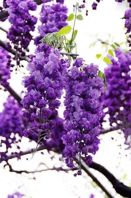 紫藤花种植全攻略：从开花时间到病虫害防治