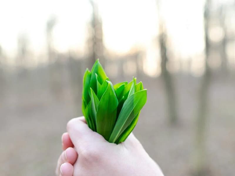 韭菜农药残留限量放宽25倍还安全吗（韭菜农药残留标准有哪些）
