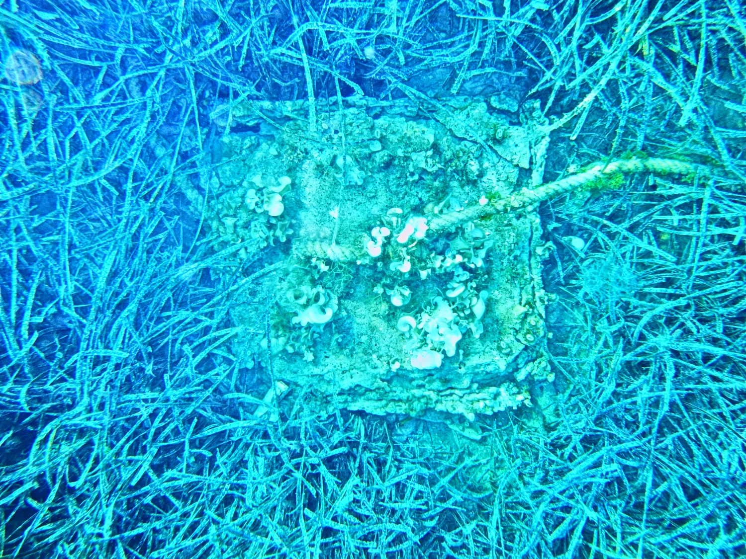 2024深海科考重大发现：百种新物种揭示海洋生物多样性